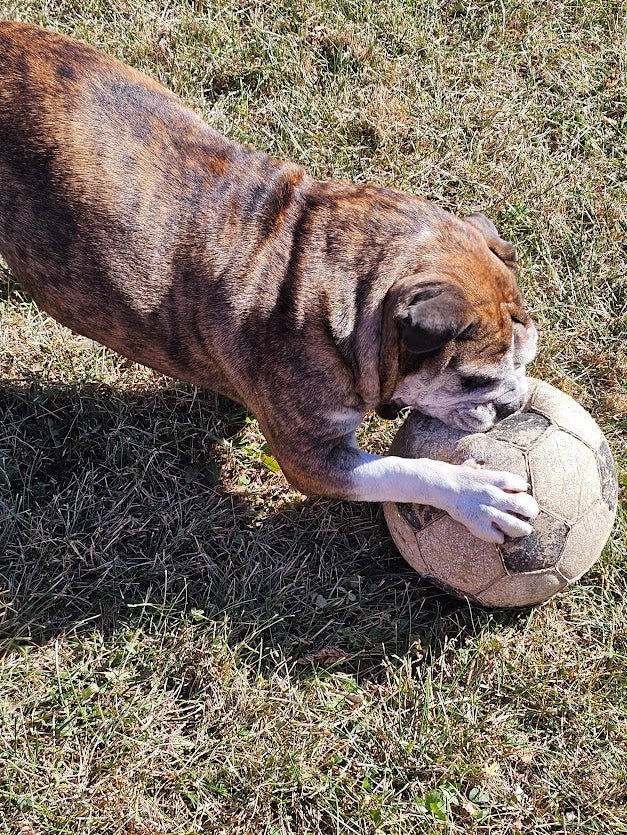 Bloomquist Bring Forth