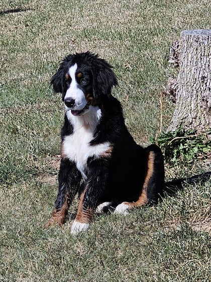 Aprila Pilieni (April Drops)