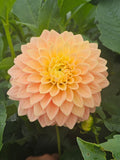 Glenerie's Honey Pie