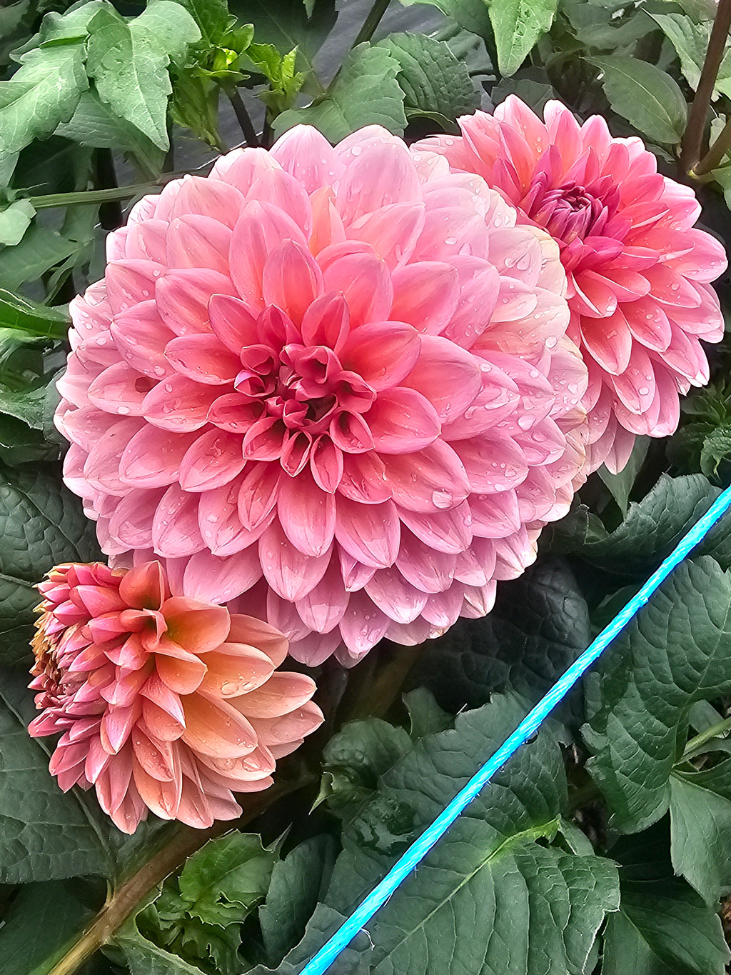 Rosa Pantera