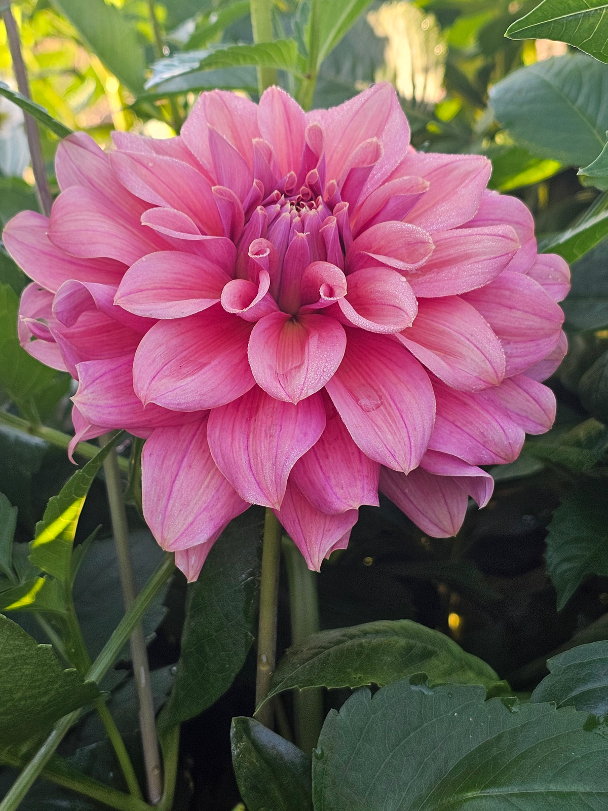 Lileah Caramel Rose