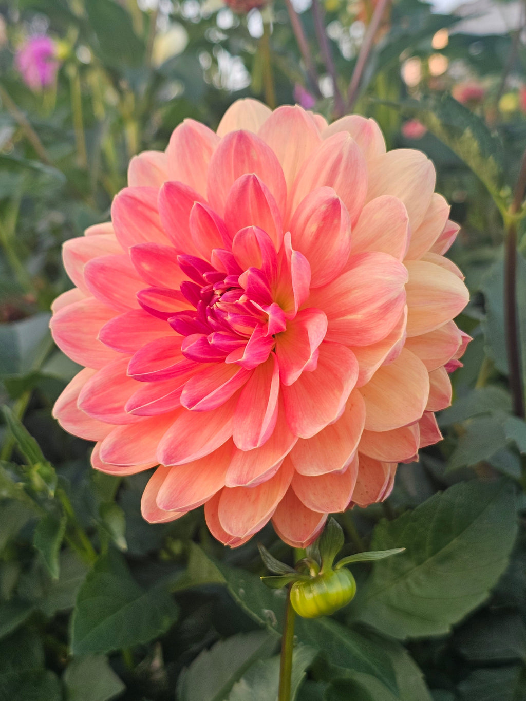 GFF Butterscotch
