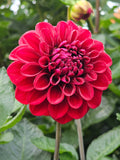 20th Ave Sangre