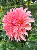 Allen's Phoenix