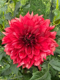 Allen's Ruby Dancer