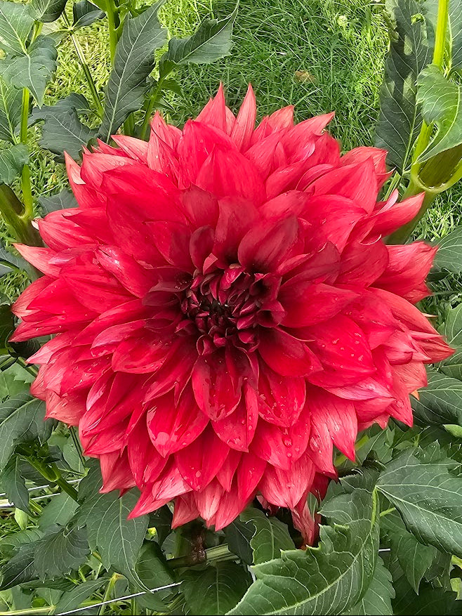 Allen's Ruby Dancer