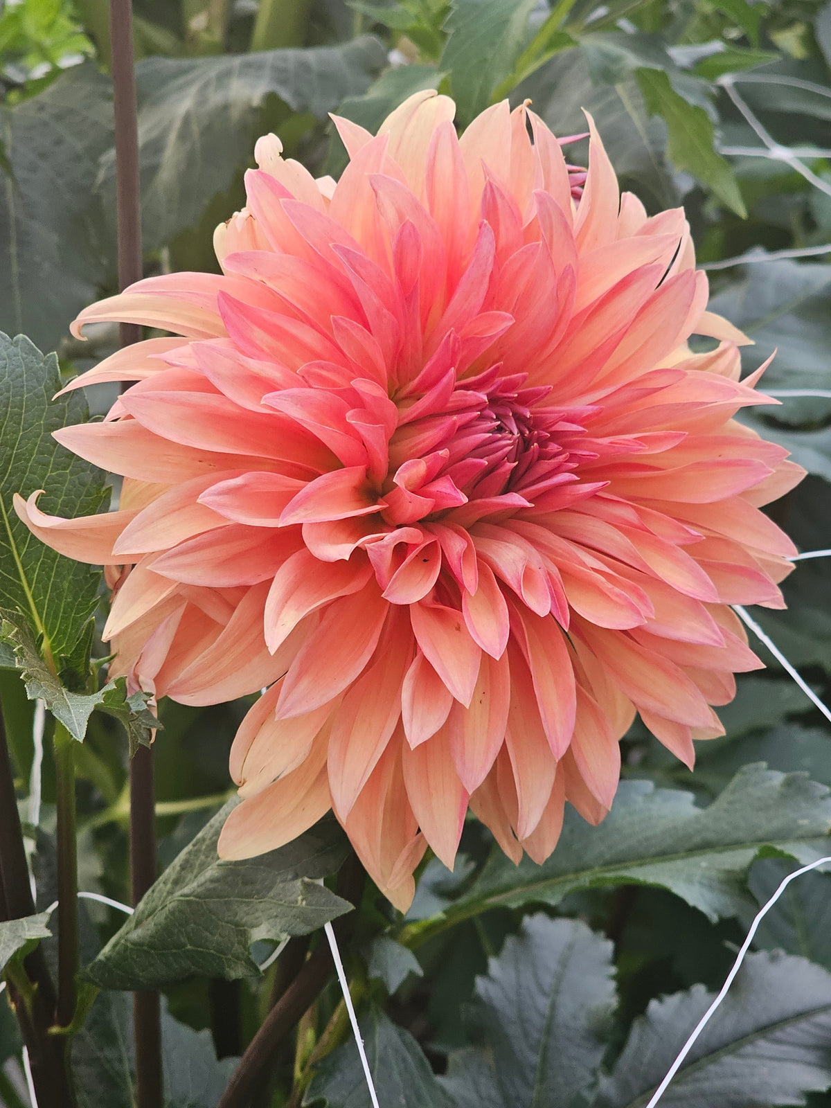 Allen's Phoenix
