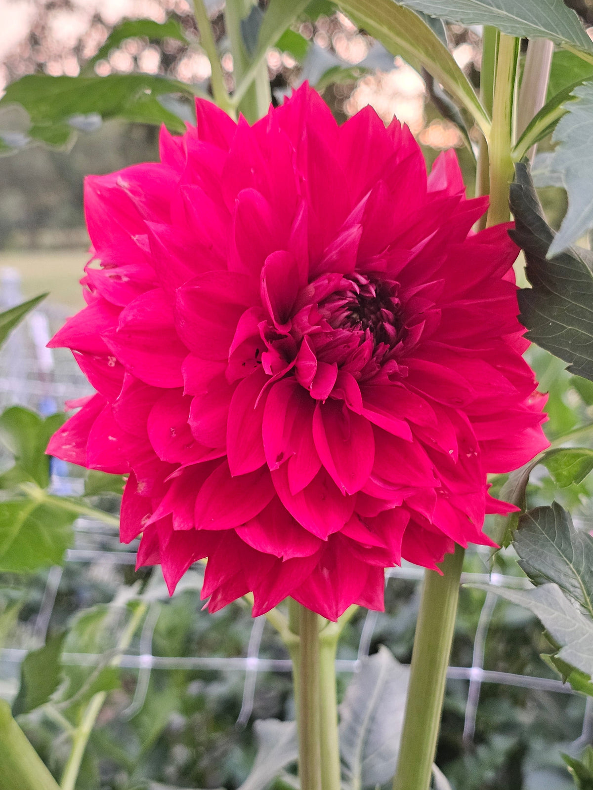 Allen's Ruby Dancer