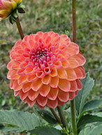 Apricot Breeze