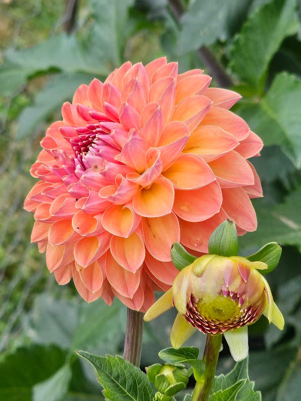 Apricot Breeze