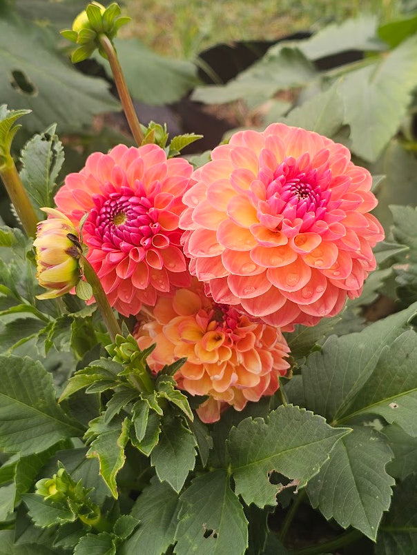 Apricot Breeze