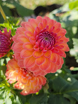 Apricot Breeze