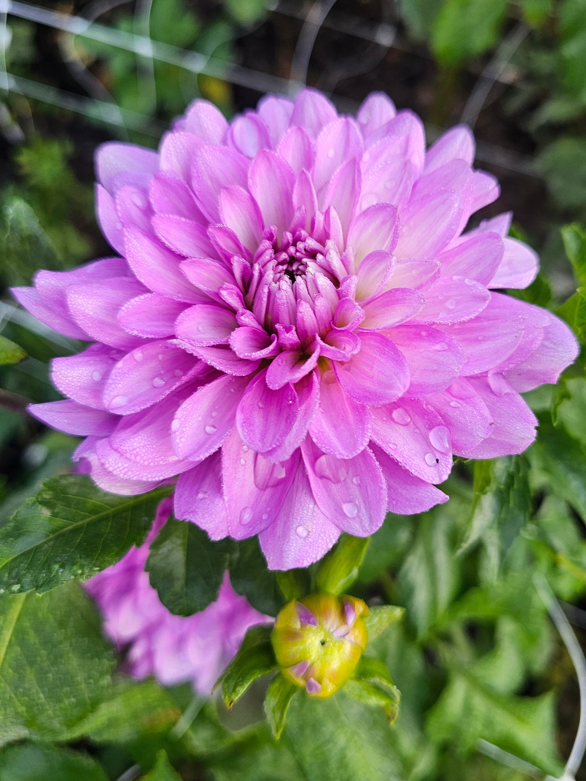 Bluetiful
