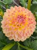Blyton Softer Gleam