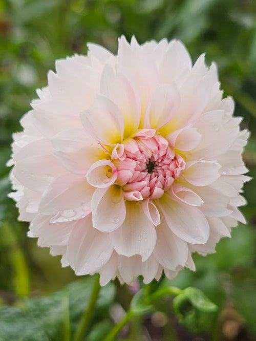 Budapest Blush