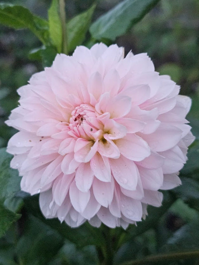 Budapest Blush