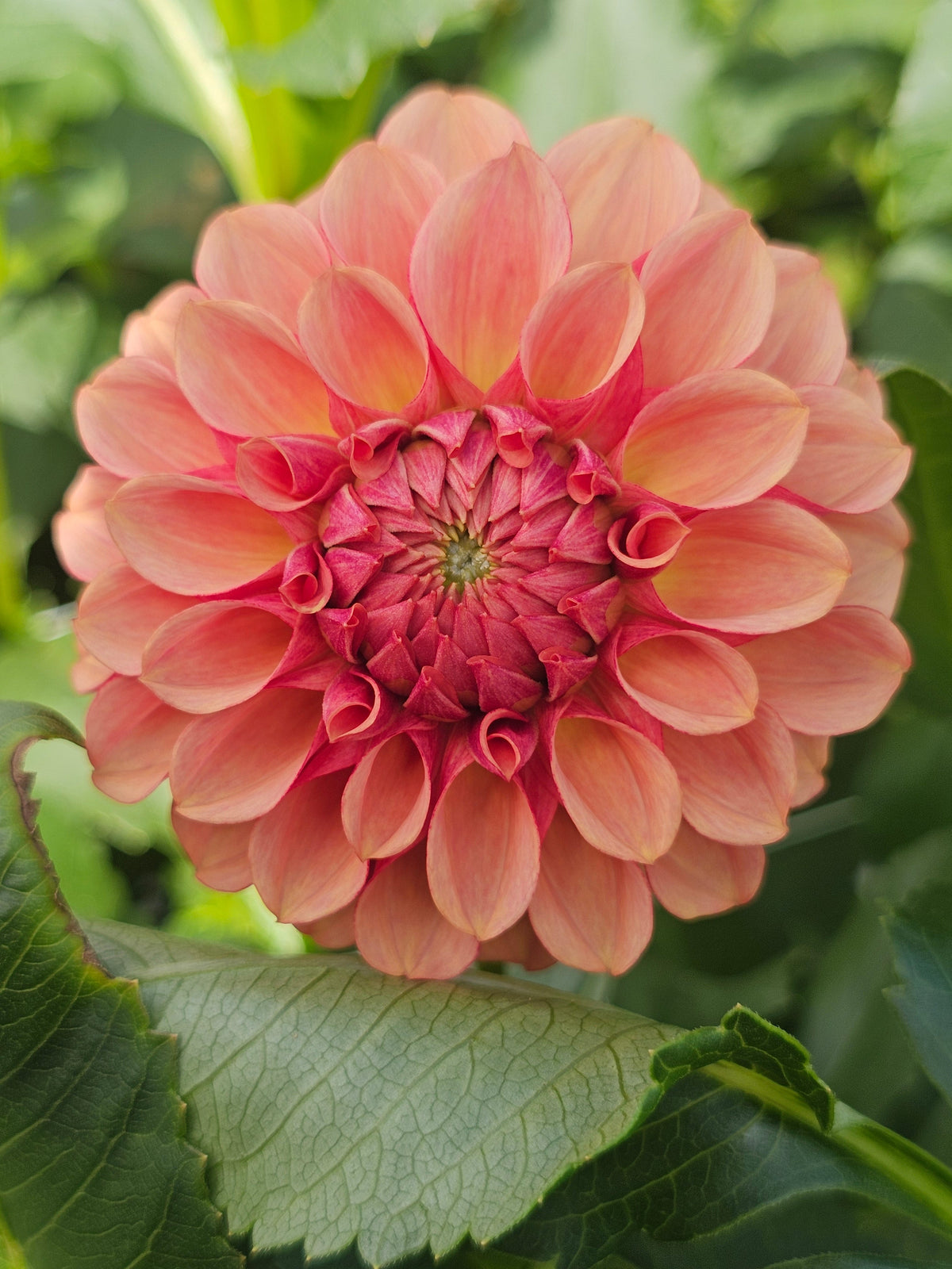 Burfoot Desert Rose