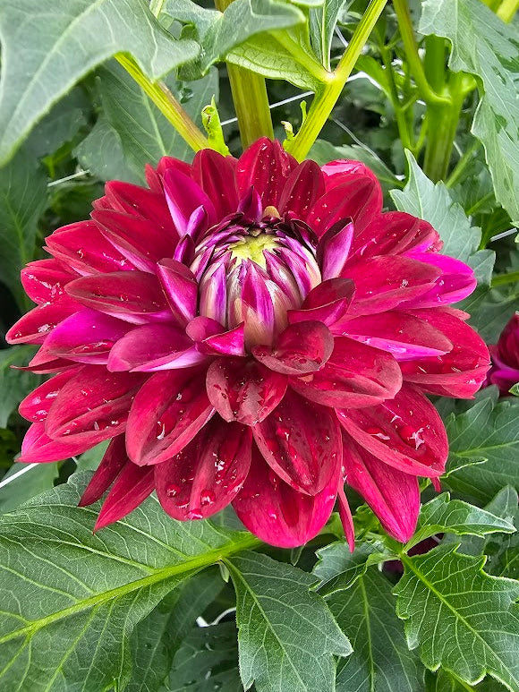 CDP Floriferous