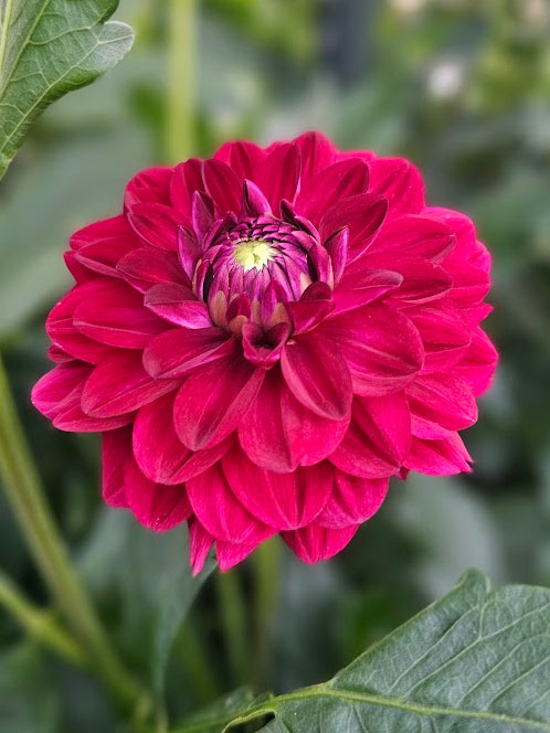 CDP Floriferous
