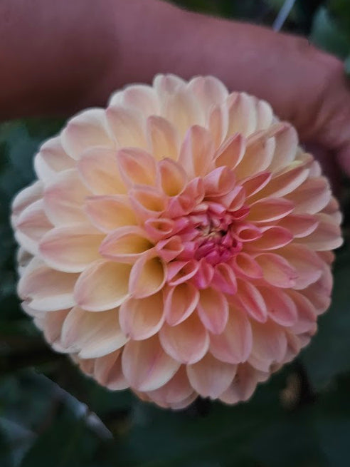 Clearview Peachy