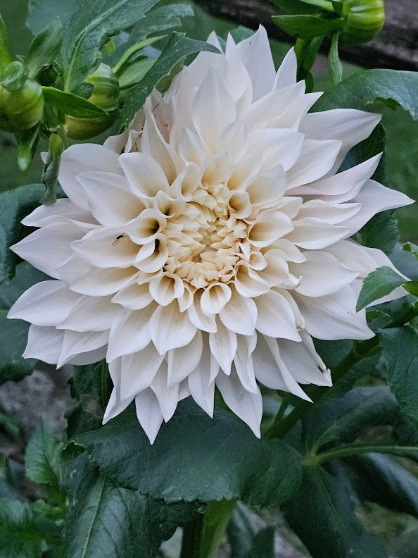 Cafe Au Lait