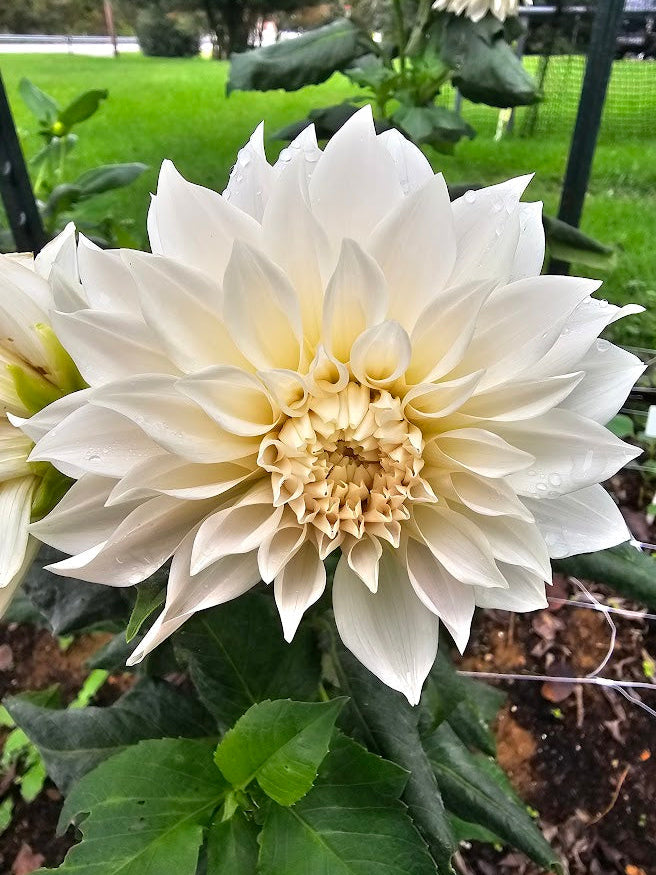 Cafe Au Lait