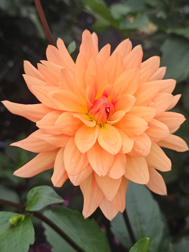 Camano Susan