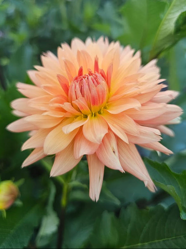 Camano Susan