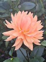Camano Susan