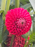 Chi Nese Red