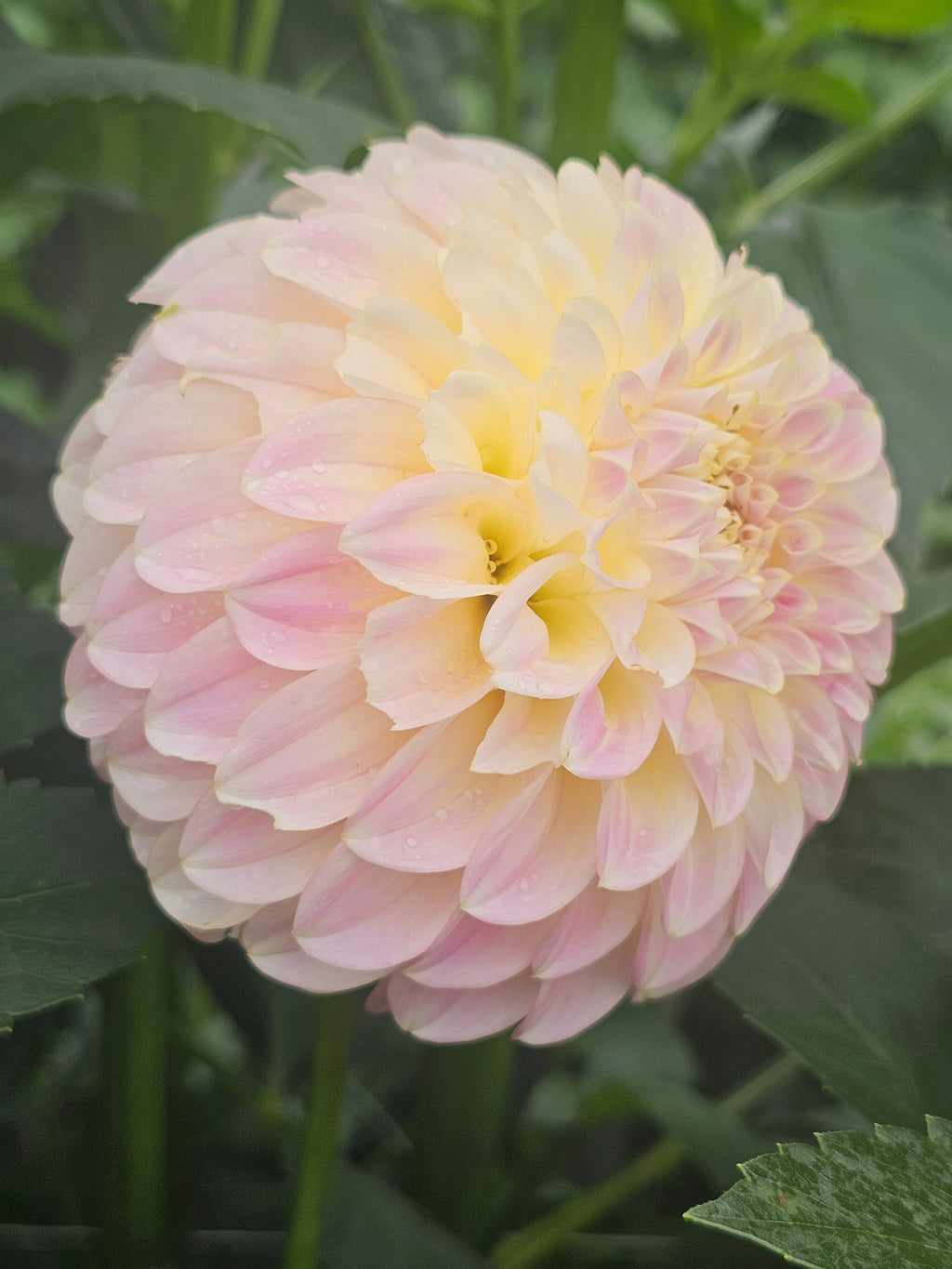 Coorabell Moonglow