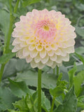 Cream Diane