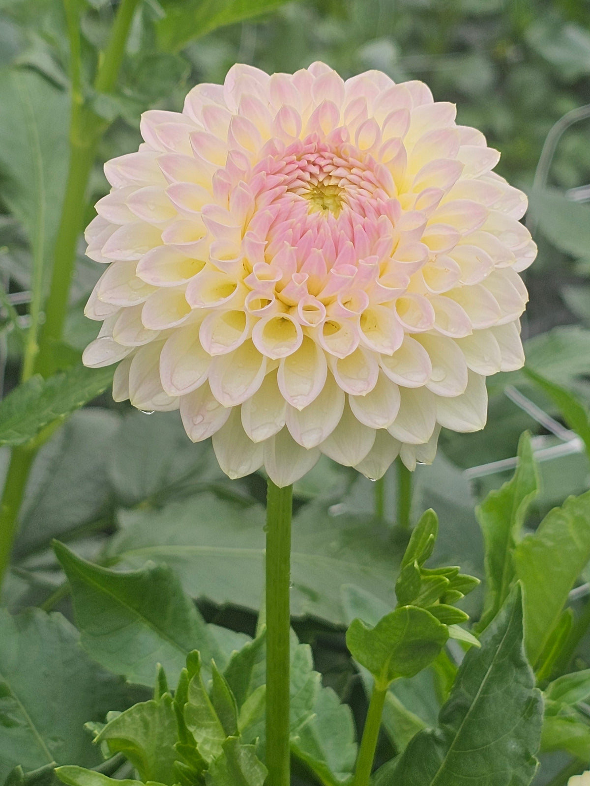 Cream Diane