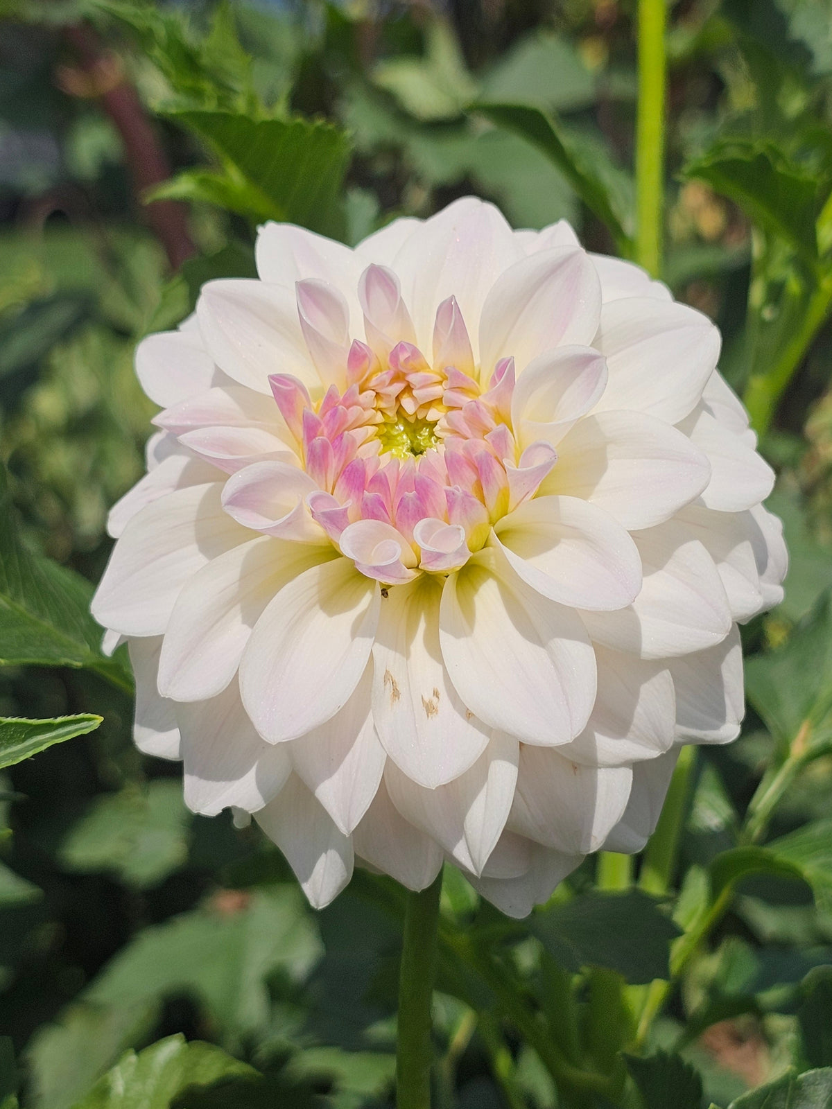 DL's Chantilly Cream