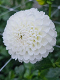Dorothy R