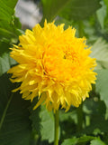 Florelie Dandelion