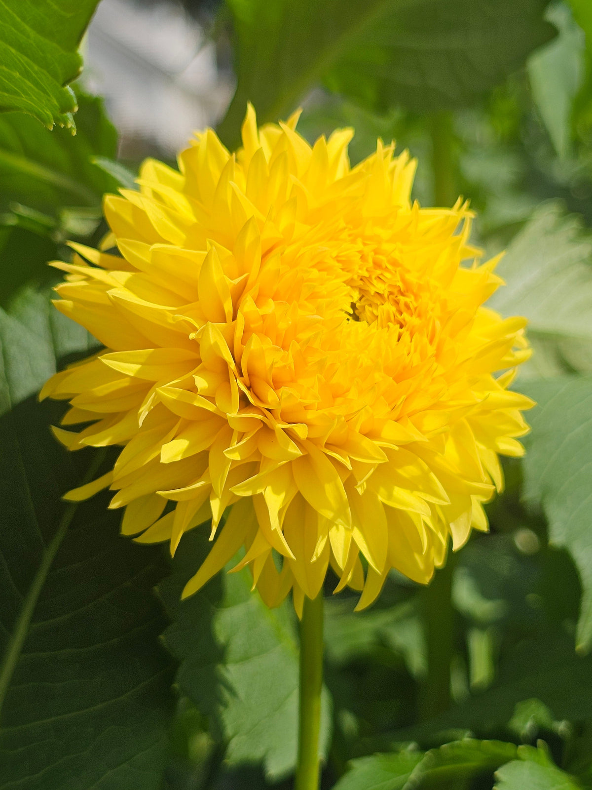 Florelie Dandelion