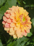 Florelie Fruit Tingle