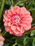 Florelie Quince