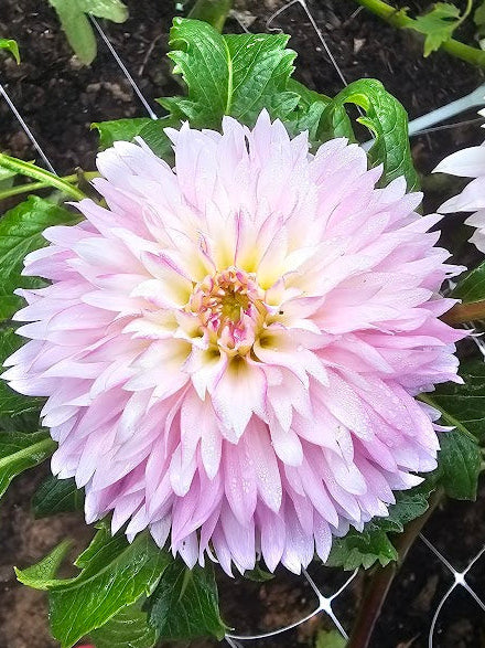 Hollyhill Pinkie