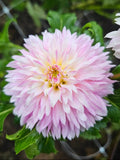 Hollyhill Pinkie