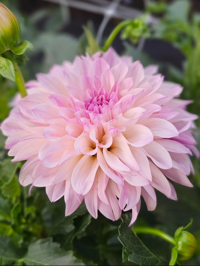 KA Pearl
