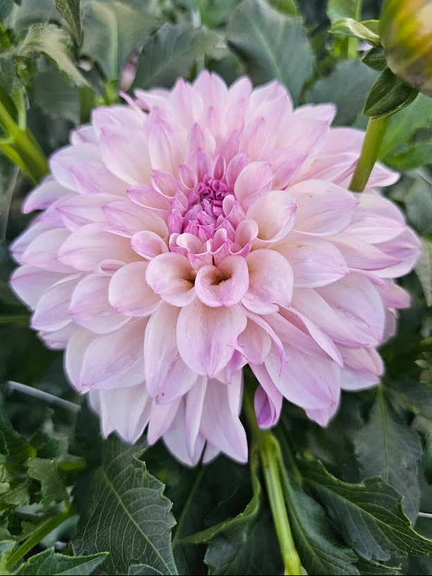 KA Pearl
