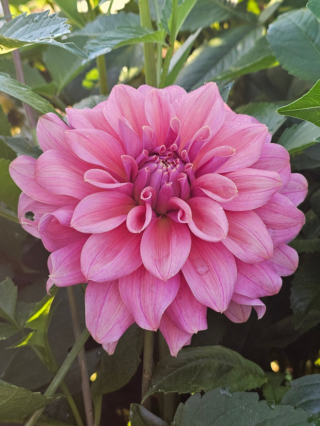 Lileah Caramel Rose