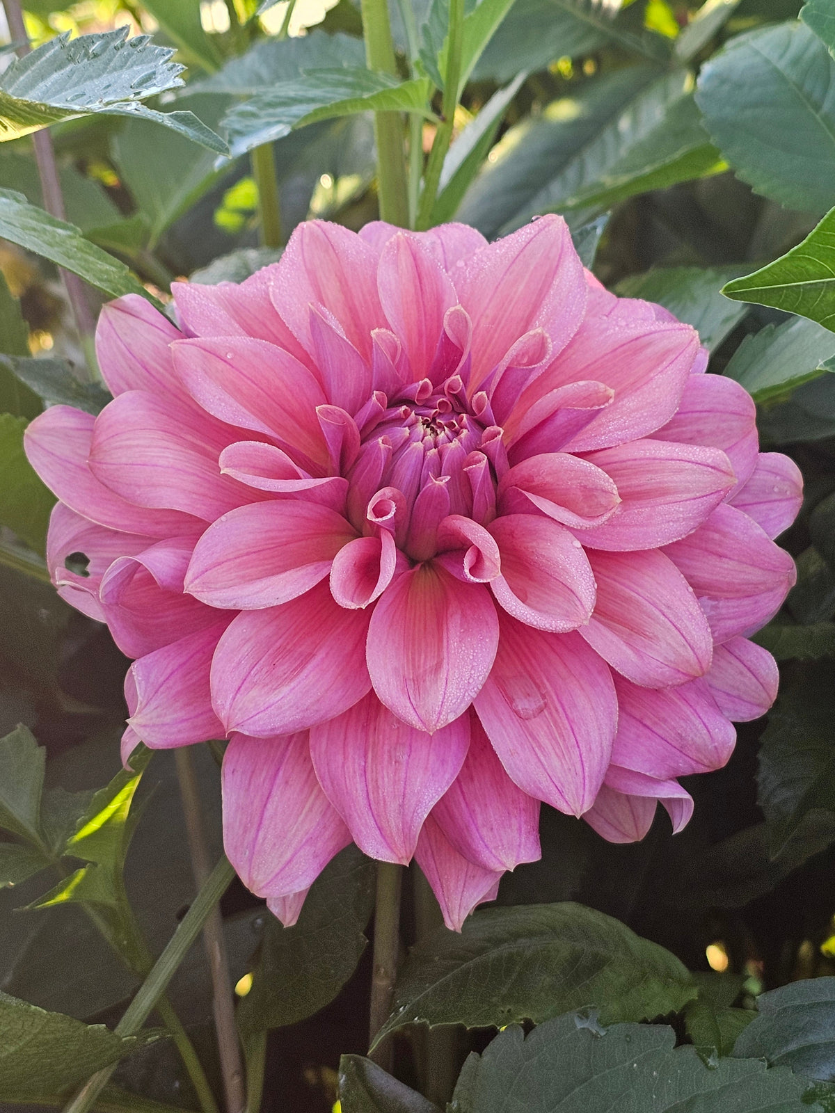 Lileah Caramel Rose