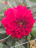 Lyn's Barbara K