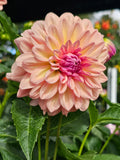 Everbloom Lullaby