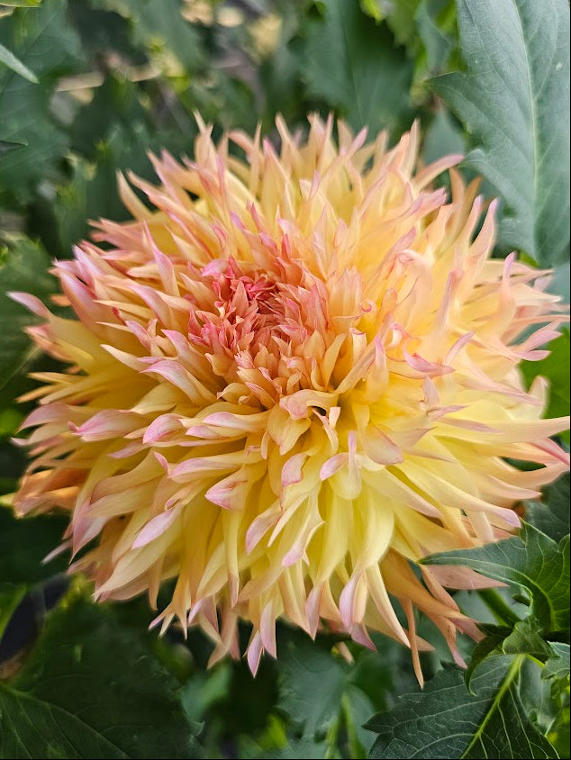 Normandy Orange Fluff