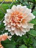 Peaches N Cream