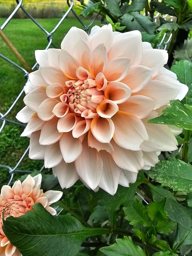 Peaches N Cream
